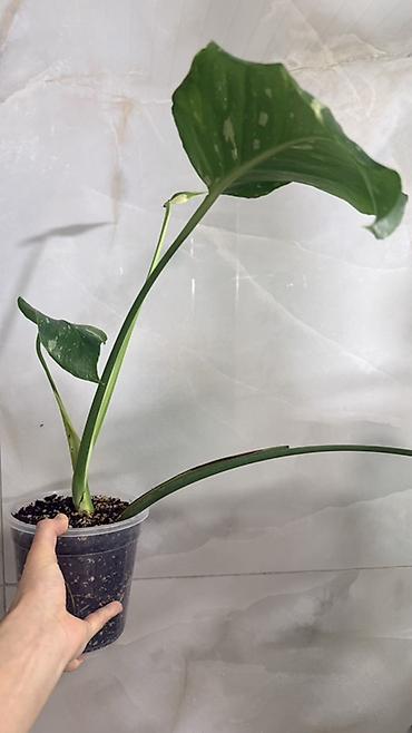 Монстеры: Монстера Тайское Созвездие 3 горшка по 1000с Посажены в хороший — 4