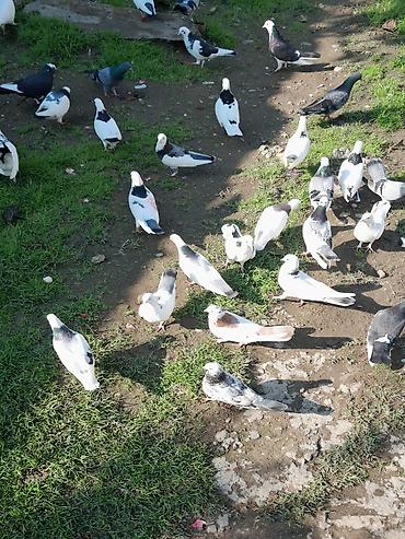 sezar qusu: Qarışıq rəngli ev göyərçinləri – sürü şəklində Məhsul/təsvir: - Ağ — 1