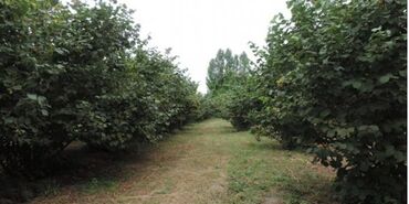 xacmaz torpaq: 31 sot, Kənd təsərrüfatı, Kupça (Çıxarış)