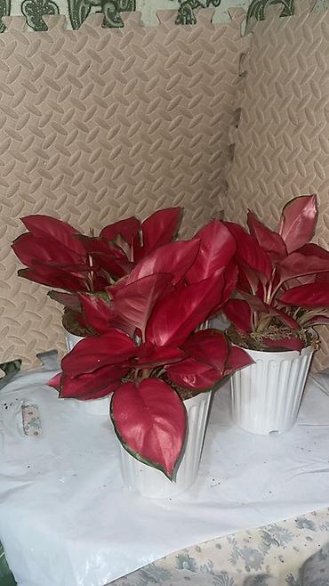 Антуриумы: Комнатные декоративные растения в горшках: - Антуриум (красные — 4