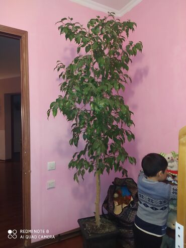 фикус для офиса: Фикус Бенджамина высота 2м 
Неприхотливое растение в дом или офис