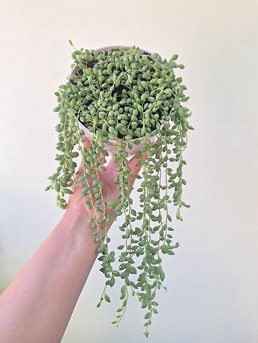 Крестовник Геррейна (Senecio herreianus, «жемчужная нить») — ампельный