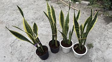Сансевьера (Sansevieria trifasciata, «щучий хвост», «тещин язык») в at lalafo.kg Сансевьера (Sansevieria trifasciata, «щучий хвост», «тещин язык») в