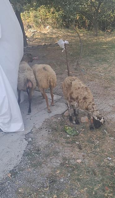 qarğa balası satılır: 3 dene qoyndu gogazdilar — 2