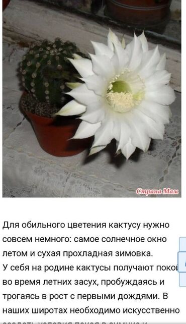 эпифиллум лесной кактус: Кактус цветущий, граммофон - 250 сом. Кактус цветущий, мелкий - 250