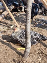 Xoruzlar: Xoruz, il: <1, Ünvandan götürmə — 6