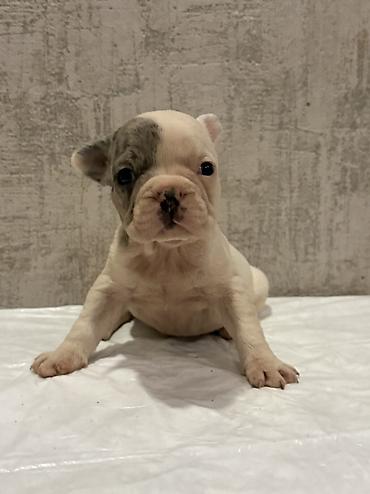 İtlər: Amerikan buldoqu, 1 ay, Peyvəndli, Ödənişli çatdırılma — 21