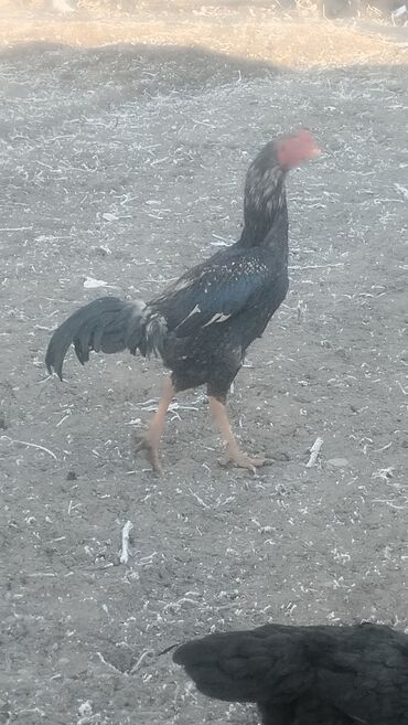 Куры, петухи: Продаю | Петух | Бойцовая | Для разведения — 1