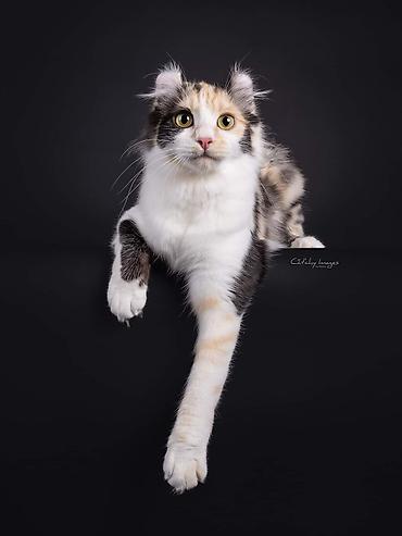 кошки свинкс: Кошки.Порода: Американский керл (American Curl). Котята . Есть котята — 3