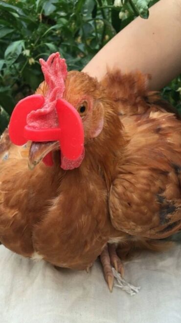 Heyvanlar üçün digər mallar: Quşlar bir birlərinə xəsarət verməsinin qarşısını alır cox goturen — 7