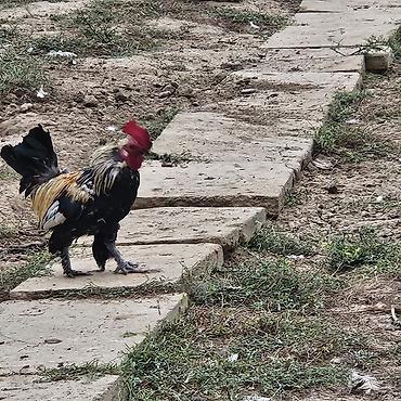 gence quşlar: Xoruz 🐓 Yaponka — 5