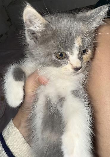 кошки сфинкс: Кошка даром: Беспородная, Девочка, Приучена к лотку — 1