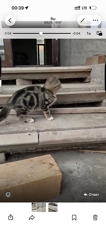 где продаются котята: Кошка даром: Скотиш Страйт (Шотландская прямоухая), 4 месяца, Мальчик — 2
