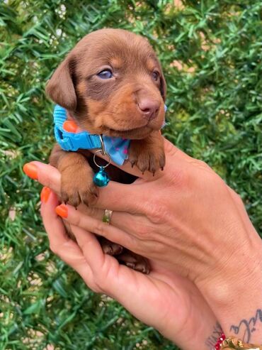 mali psi na poklon земун, београд: Odgajivacnica pasa Happy Puppies ima u ponudi mini (patuljaste) stence