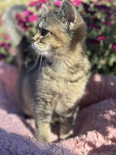 кошка каракол: 4 айлык, Ургаачы, Лотокко барууга үйрөтүлгөн — 3