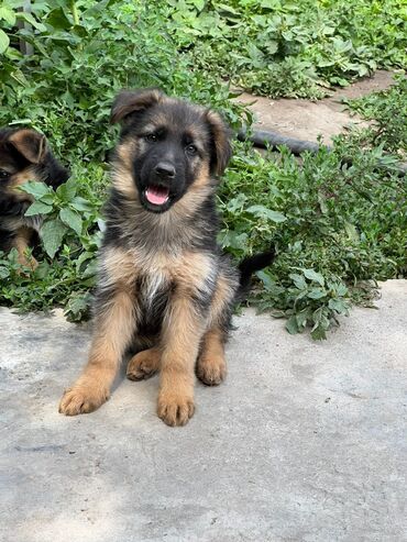 дратхар собака: Продаются щенки немецкой овчарки. Папа длинношерстный мама