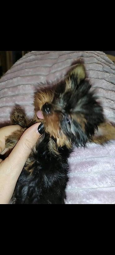 Psi: Jorkšir terijer – štenci iz kućnog legla majka ima kilo i po otac 980 — 3