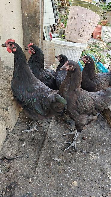 arı satisi: Toyuq, Australorp, Ətlik — 7