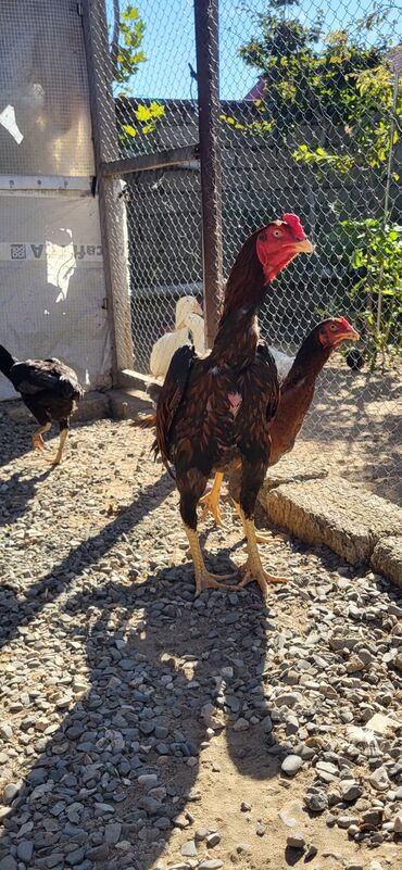 Xoruzlar: Xoruz, Heyratı, il: 1, Ünvandan götürmə — 12