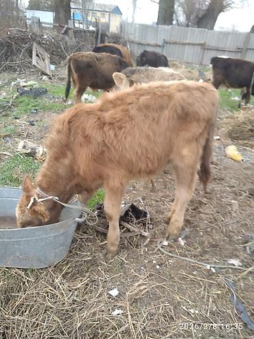 Коровы, быки: Продаю | Бык (самец) — 3