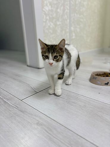 котята кант: Отдам двух котят мальчиков в хорошие руки. Малышам 3,5 месяца. На — 5