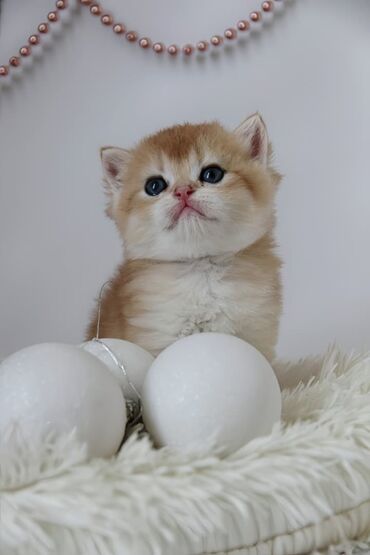 Продажа кошек: Британская короткошёрстная, 1 месяц, Мальчик, Золотая шиншилла — 9