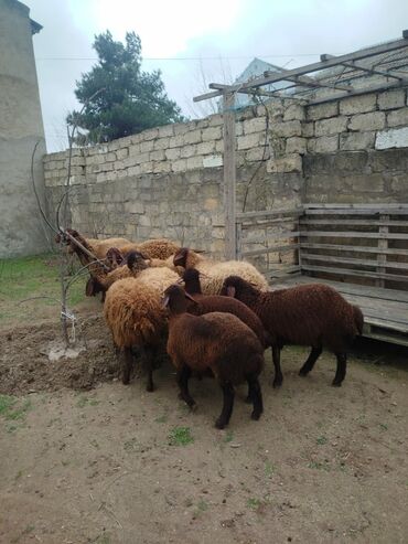 qoçlar: Dişi, Qala, il: 1, Damazlıq, Ünvandan götürmə