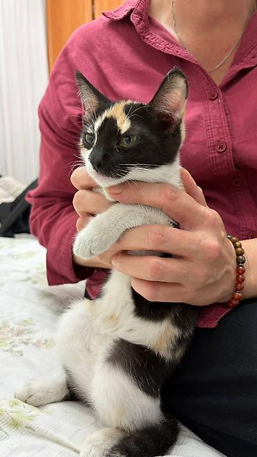 мяу мяу: Кошка даром: Беспородная, Девочка, Приучена к лотку — 2