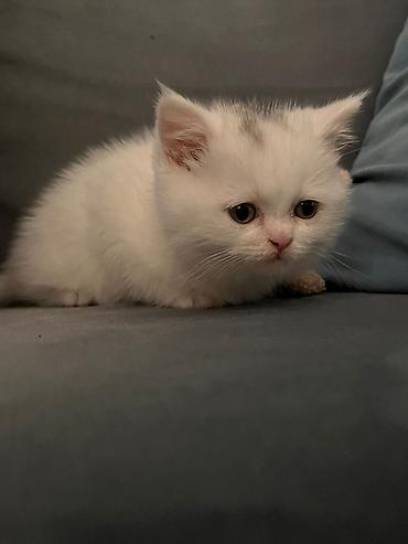 Кошки: Шотландская, Самка, В добрые руки, Самовывоз — 5