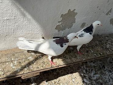 geref qus: Cavan quslardi goy boyun mayadi mor erkey olmalidi — 3