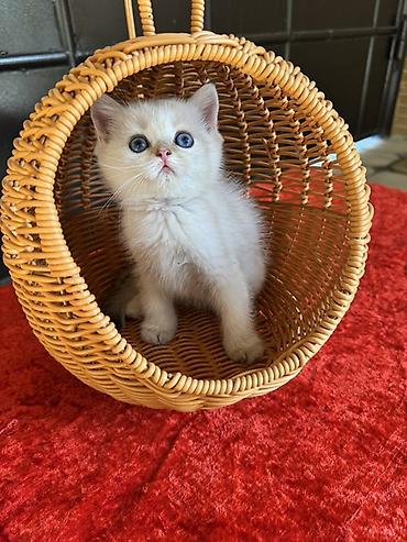 кошка в бишкеке: Скотиш Страйт (Шотландская прямоухая), 2 месяца, Девочка, Золотая шиншилла, Приучена к лотку — 5