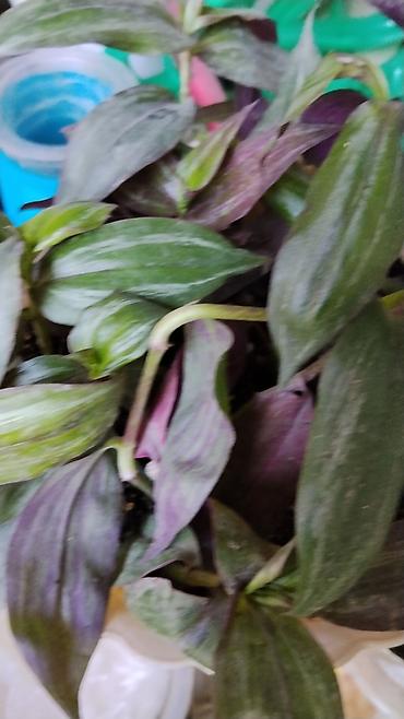 das meer: Традесканция (Tradescantia fluminensis/сп. «зелёная» с фиолетовой — 2