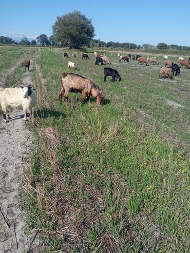 Keçi, çəpiş: Qoyun-keçi sürüsü üçün erkək keçi (ehtimalən yerli/anglo-nubian tipli — 13