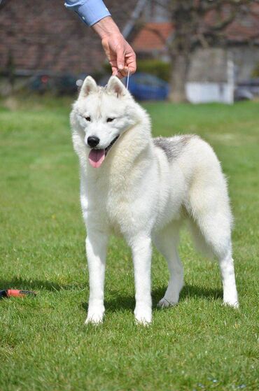 Psi: Dostupan muzjak sibirskog haskija za uzgoj ili kao ljubimac: Unreal — 4