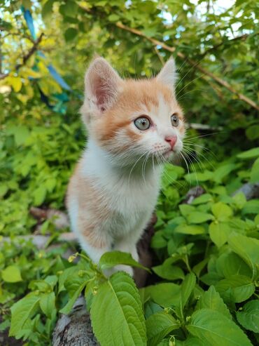 купить британского короткошерстного котенка: Продам котенка в хорошие руки