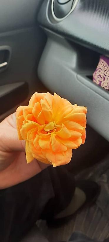 Роза: Саженцы садовых роз (кустарниковые/чайно-гибридные, флорибунда) — — 12