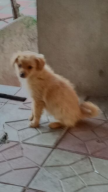 İtlər: Pudel, 3 ay, Erkek