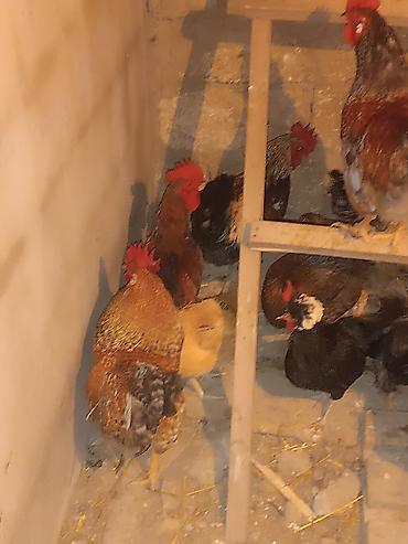 Toyuqlar: Məhsul: Yerli xoruz və toyuqlar (qarışıq rənglər) Ancaq damazliq etlik — 2