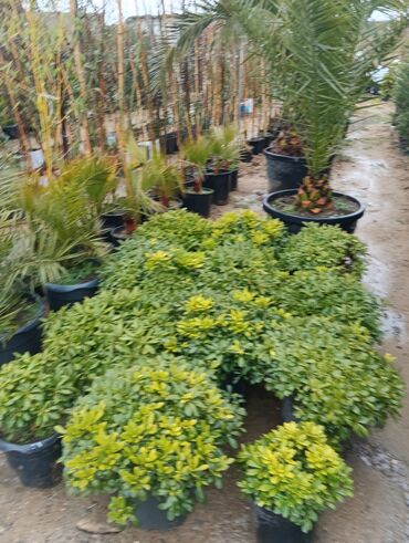 Torf: Gul cicek agaclar qazonlasrlma torf gubresi,perlit,torpaq,peyin — 4