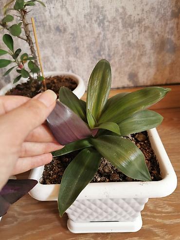 maral buynuzu bitkisi: Nəzər bitkisi + kəpənək bitkisi + tradescantia. Hər otağa uyğundur — 4