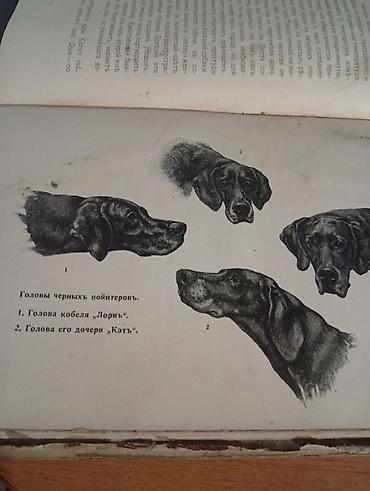 английский пойнтер собаки: Книга: «Пойнтеръ и его история» Автор: В. Аркрайт (W. Arkwright) — 5