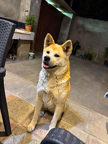qurd basar iti: Akita-inu, Dişi, Peyvəndli — 1