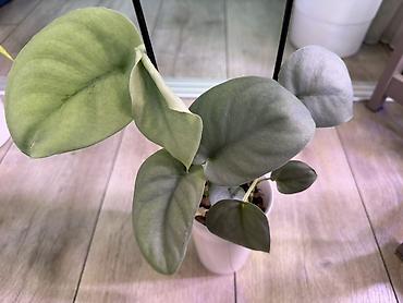 Эпипремнумы и сциндапсусы: Сциндапсус (Epipremnum/Scindapsus) вариегатный в горшке. Особенности — 22