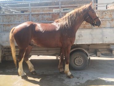 лошадь кыргызстан: Продаю | Конь (самец) | Першерон | Для разведения | Племенные