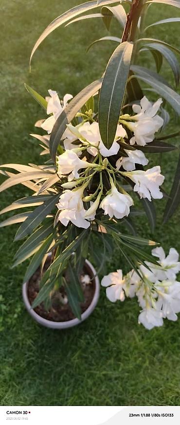 Другие садовые цветы и кустарники: ОЛЕАНДР 
ОЛЕАНДРЫ

Олеандр деревья 

саженцы 3х голичные

детки — 11