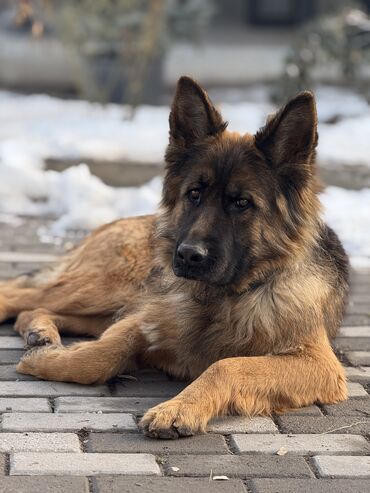 Продажа собак: Немецкая овчарка, 4 месяца, Самка, С прививкой, С родословной — 3
