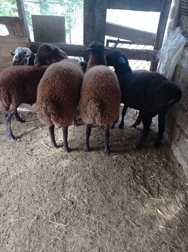 Qoyunlar, qoçlar: Erkək, Qala, il: 1, 75 kq, Damazlıq, Ünvandan götürmə -da lalafo.az — 9 Qoyunlar, qoçlar: Erkək, Qala, il: 1, 75 kq, Damazlıq, Ünvandan götürmə — 9