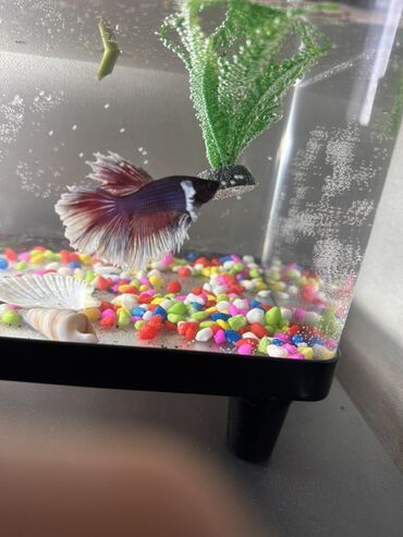 гидропонный корм: Боевая рыбка петушок (Betta splendens) с роскошным хвостом