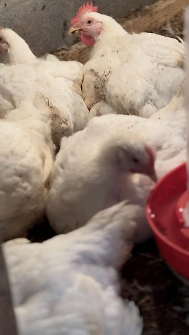 Бройлер: Продаем домашних бройлеров — выращены на натуральных кормах с особым — 8