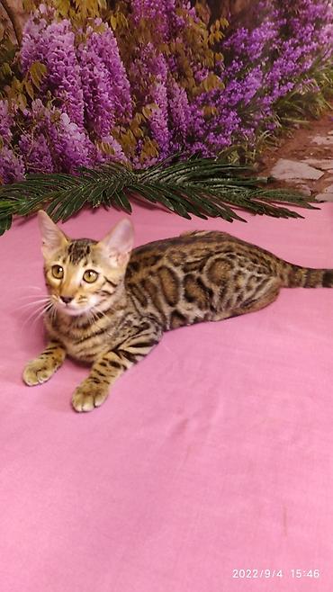 Продажа кошек: Красивейшие Бенгальские котята 3мес девочки и мальчики. Проф питомник at lalafo.kg — 2 Продажа кошек: Красивейшие Бенгальские котята 3мес девочки и мальчики. Проф питомник — 2